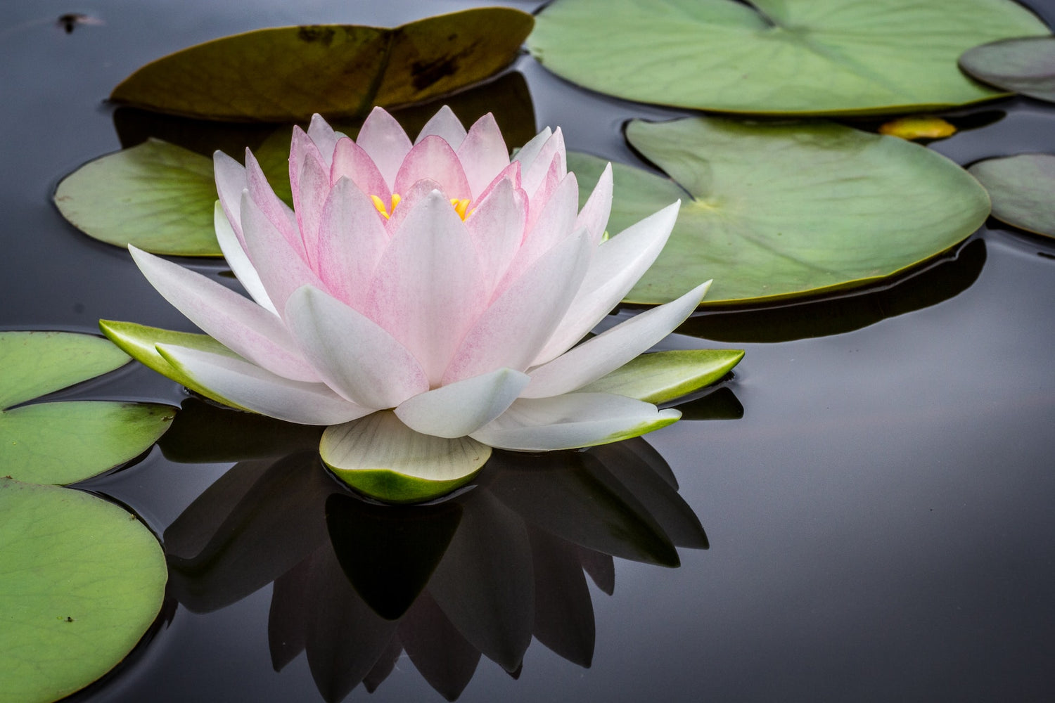 Deep Healing - Products for Clearing Your Trauma and karma