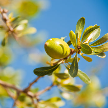 Argan Oil - 10ml (100% Pure, Cold Pressed)