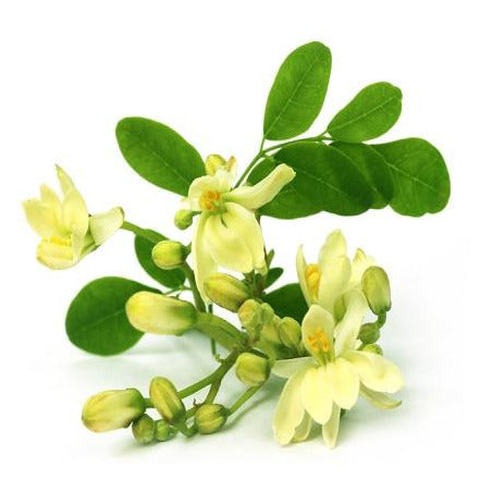 100% Pure Cold-Pressed Moringa Seed Oil (Water Purification/Mental and Emotional Health)