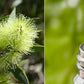 Tea Tree Essential Oil
