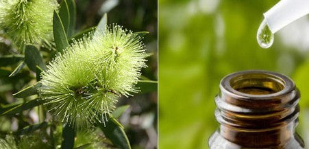 Tea Tree Essential Oil