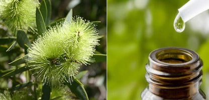 Tea Tree Essential Oil